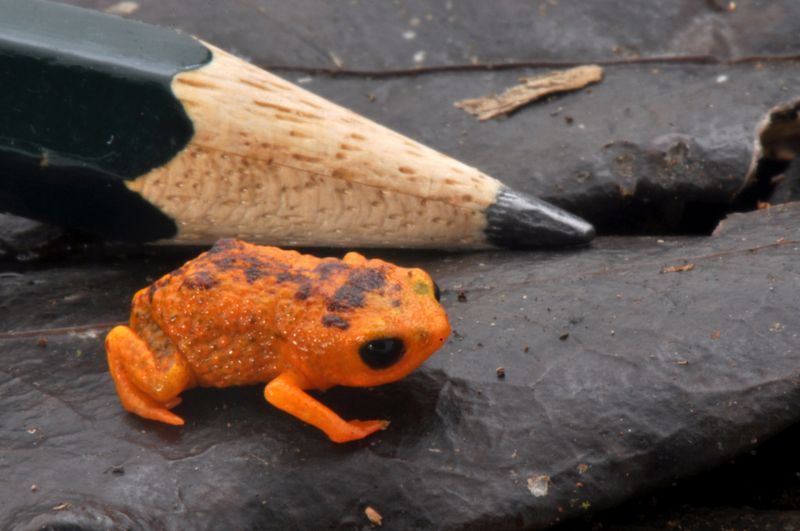 Brazilian Gold Frog (Brachycephalus)