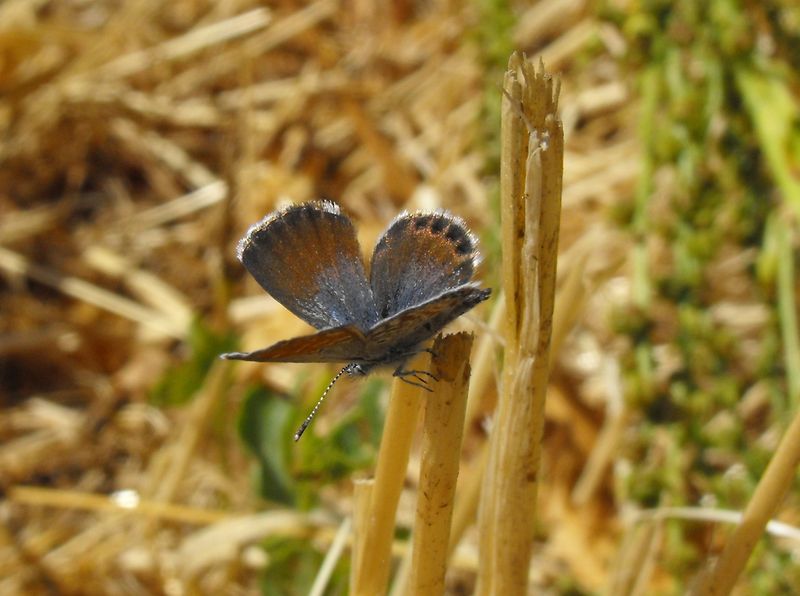 Western Pygmy Blue Butterfly