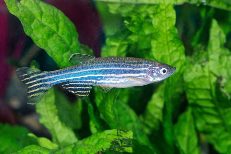 Zebra Danios
