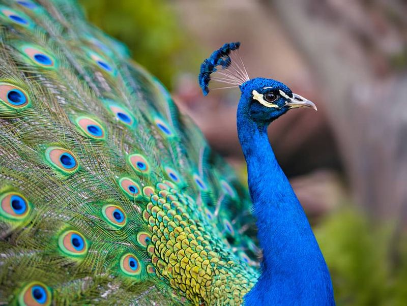 Peacock