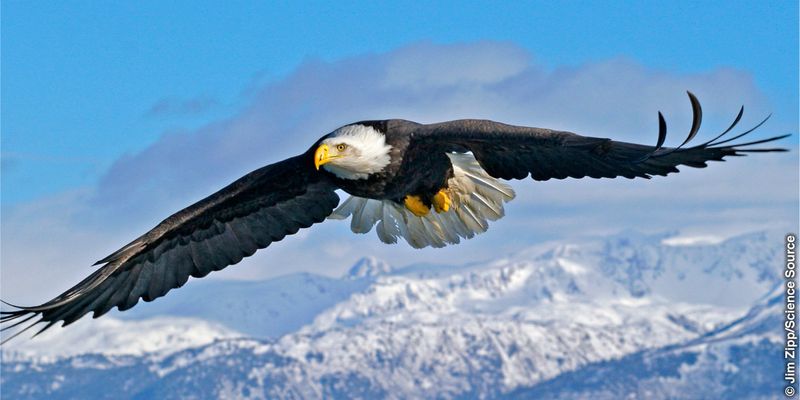 Eagle Lift and Control