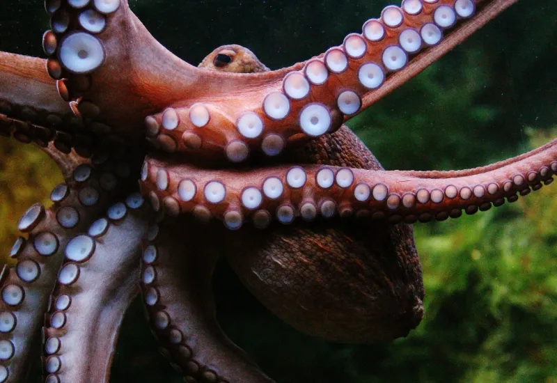 Octopuses
