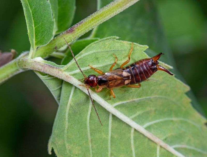 Earwigs