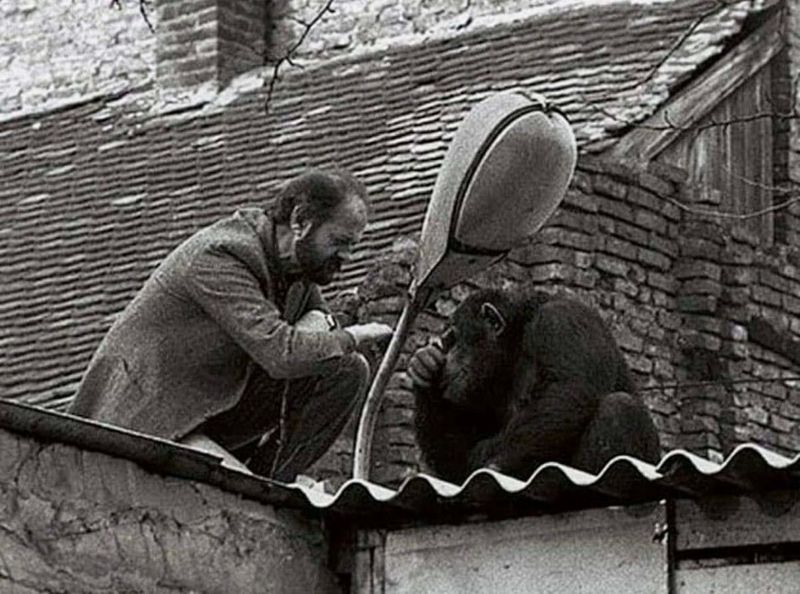Sami the Chimpanzee