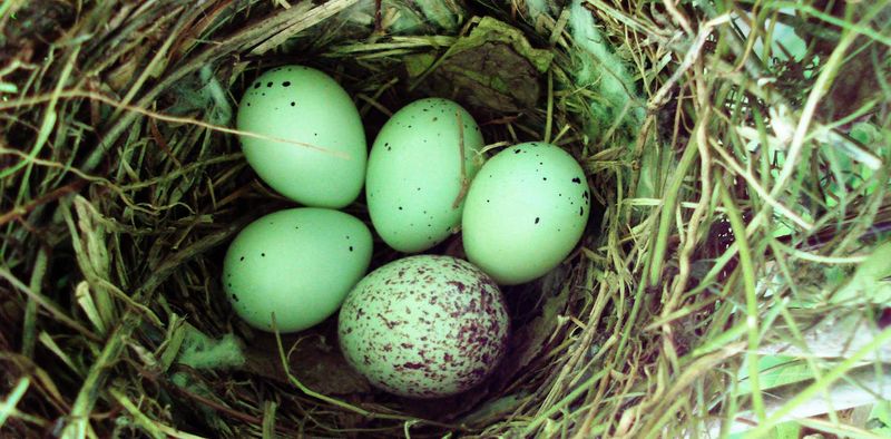 Cuckoo