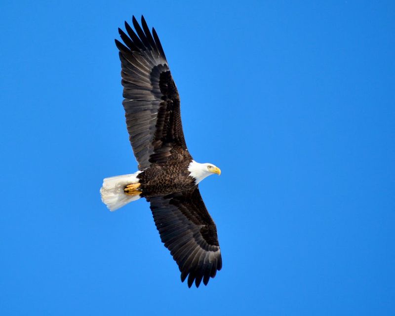 Bald Eagle