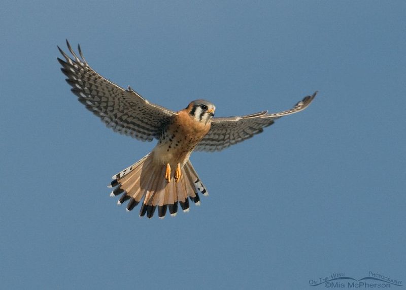 American Kestrel