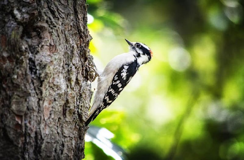 Downy Woodpecker