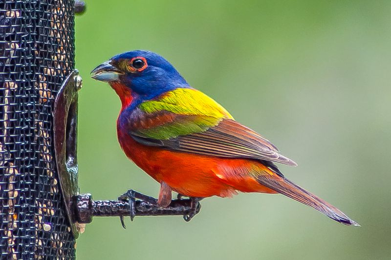 Painted Bunting