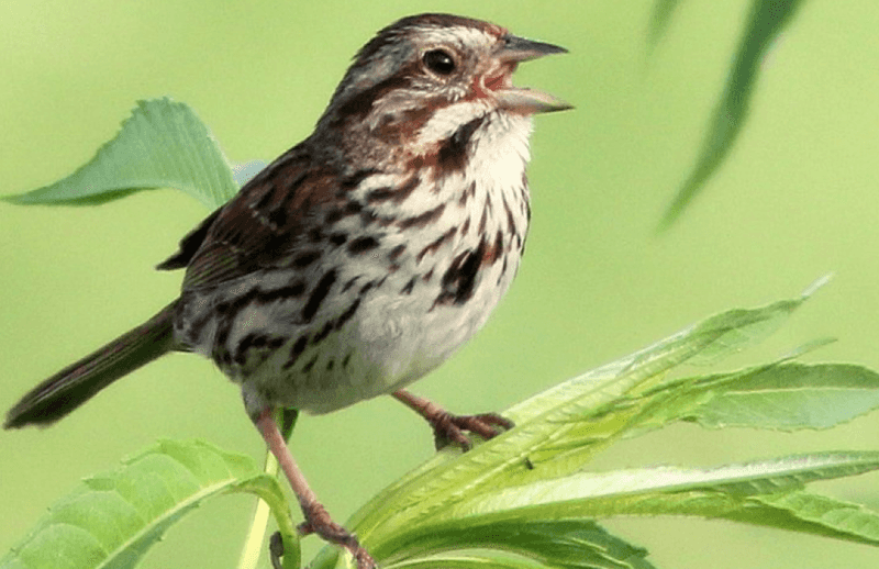 Song Sparrow