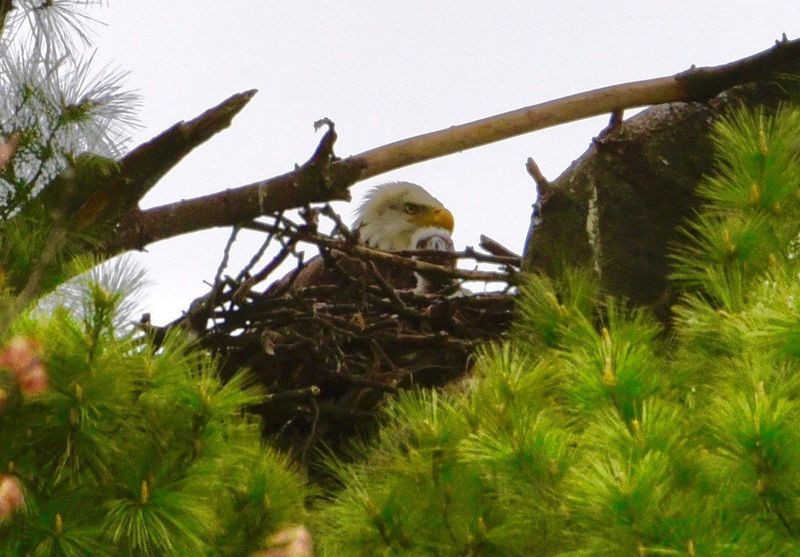Bald Eagle