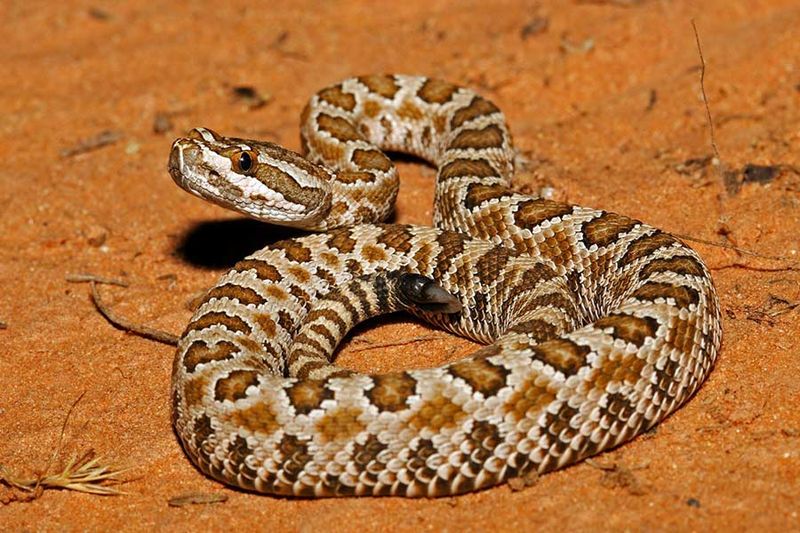 Rattlesnake