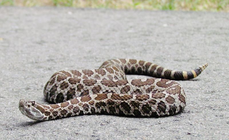 Eastern Massasauga