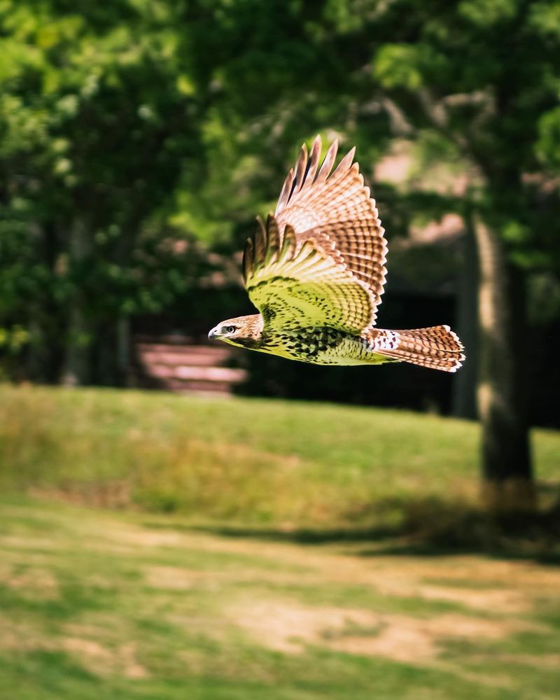 Red-tailed Hawk