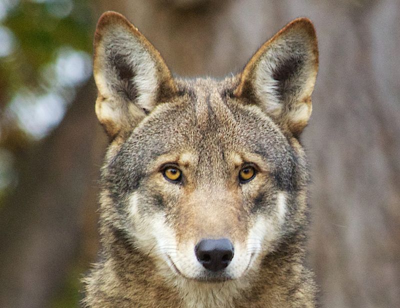 Red Wolf