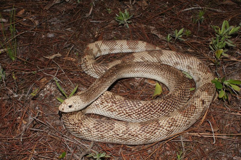Pine Snake