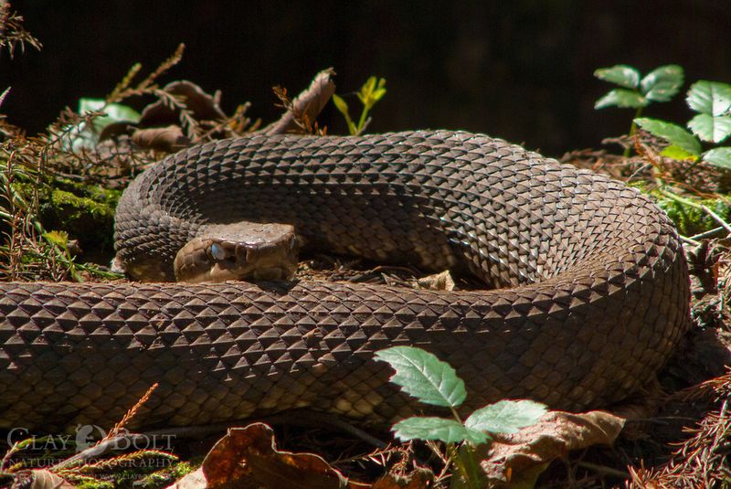 Cottonmouth (Water Moccasin)