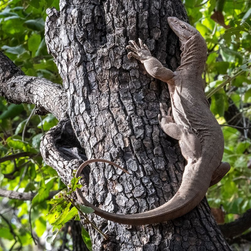 Bengal Monitor Lizard
