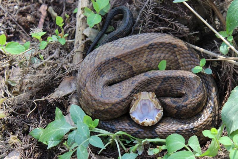 Cottonmouth (Water Moccasin)
