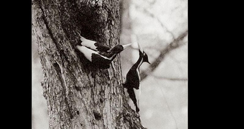 Ivory-Billed Woodpecker