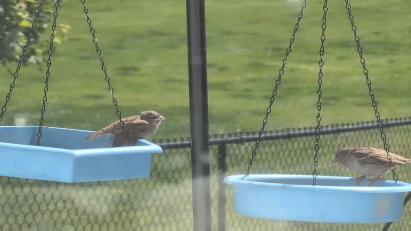 House Sparrow