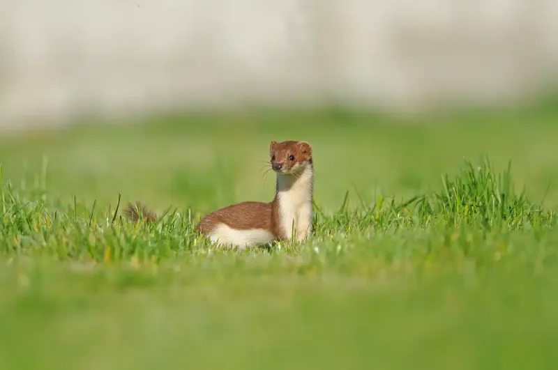 Least Weasel