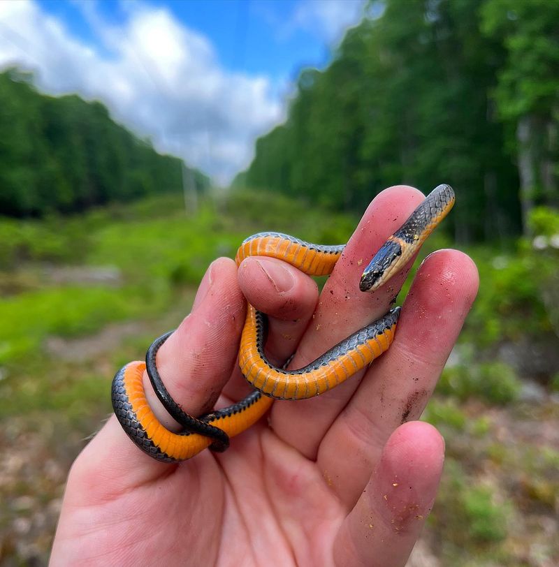 Ringneck Snake