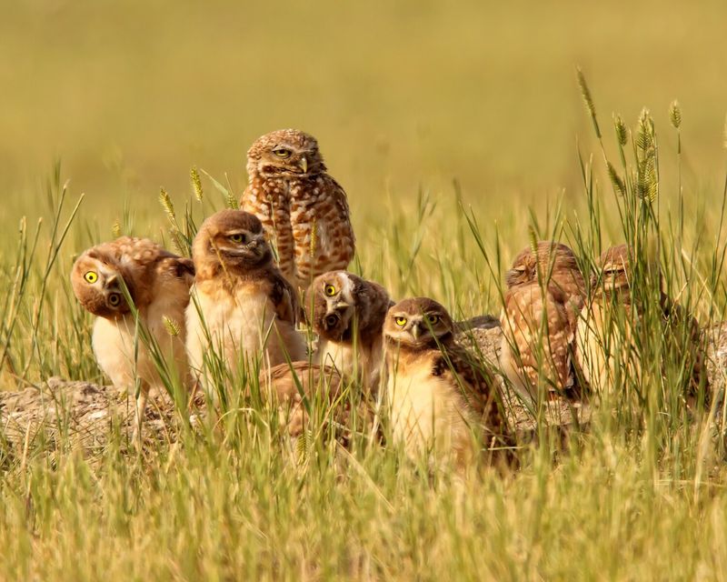 Burrowing Owl