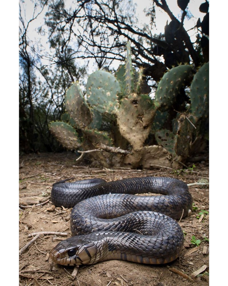 Texas Indigo Snake