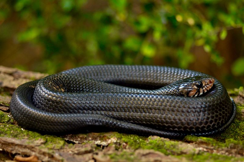 Eastern Indigo Snake