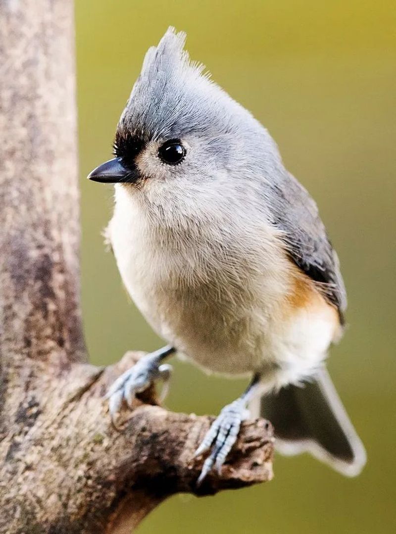 Tufted Titmouse