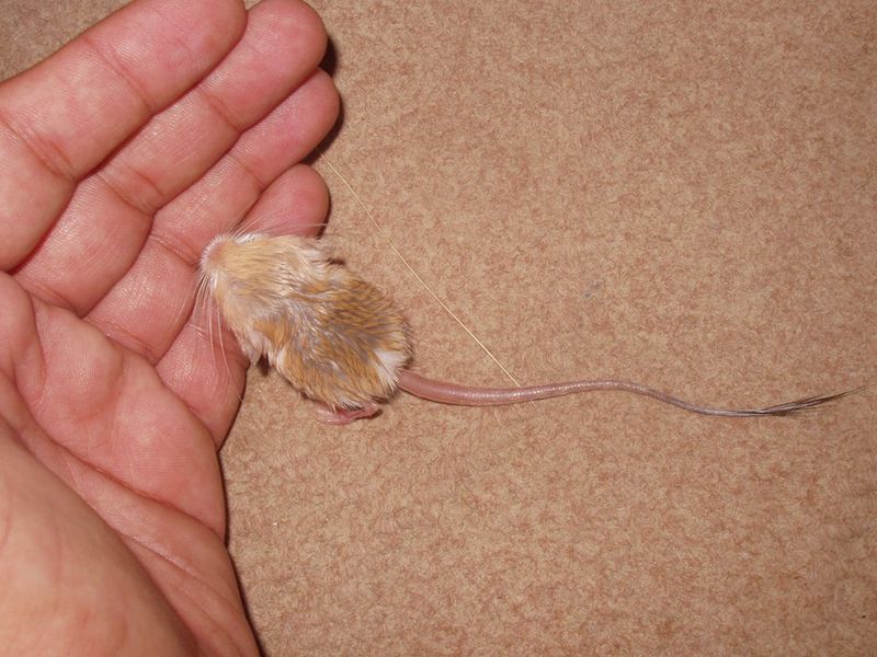 Pygmy Jerboa