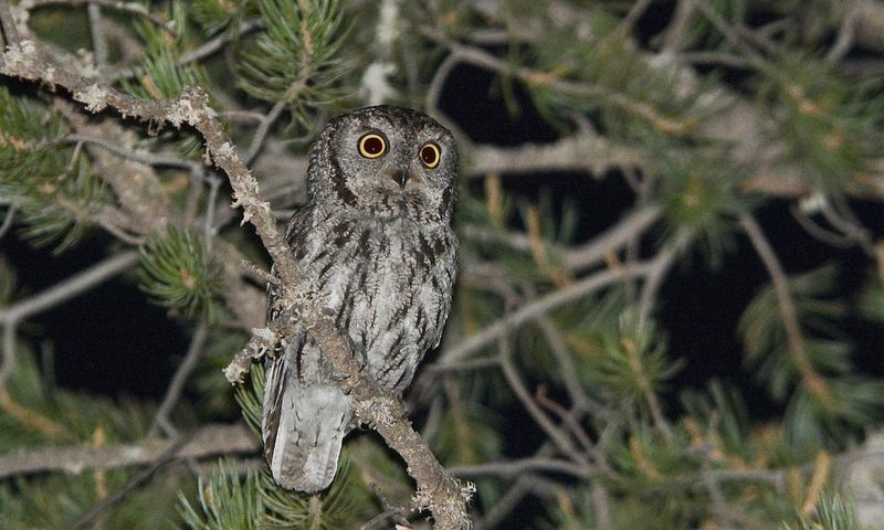 Western Screech Owl (Megascops kennicottii)