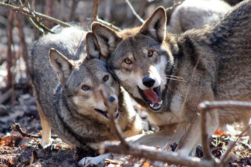 Red Wolf