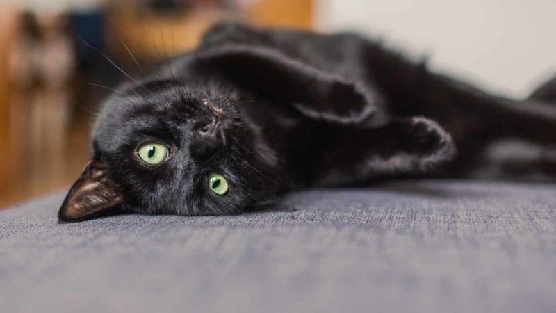 Playful Personality