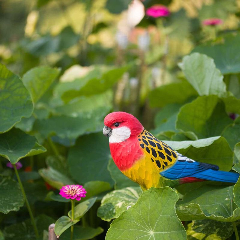 Rosella
