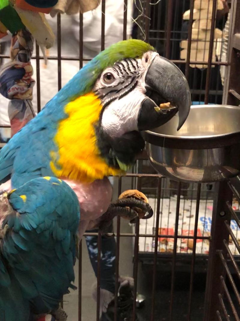 Macaw