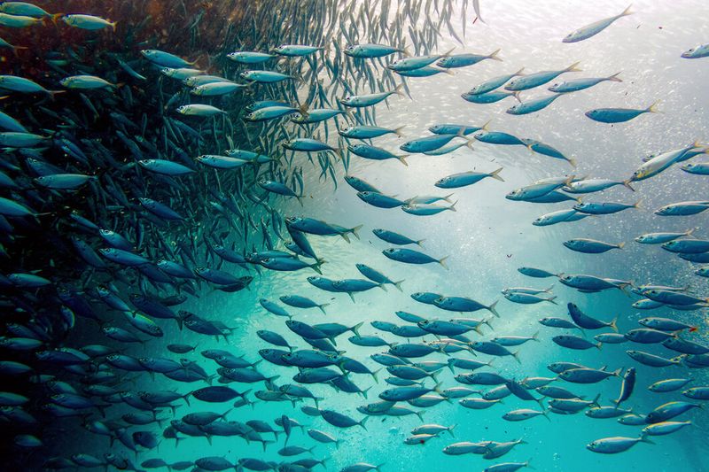 Migration Patterns