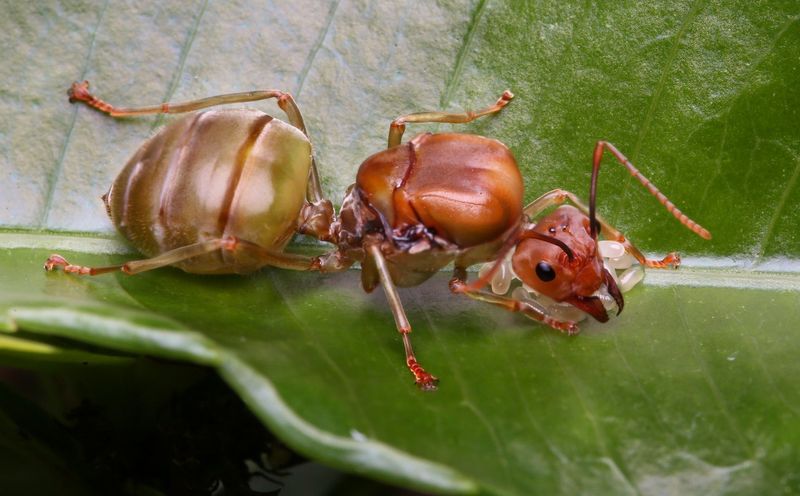 Ant Queens and Leadership
