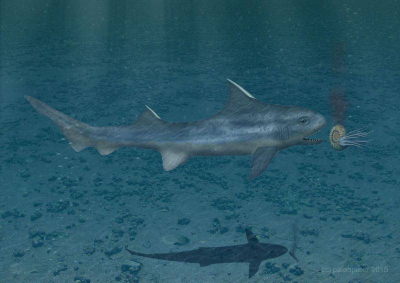 Hybodus