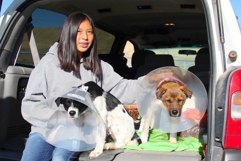 Coordinate Veterinary Clinics