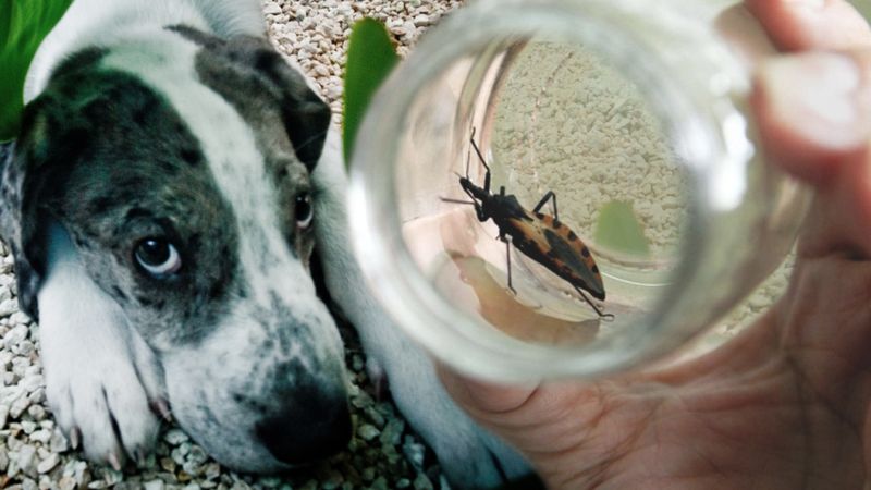 Kissing Bugs: The Silent Threat
