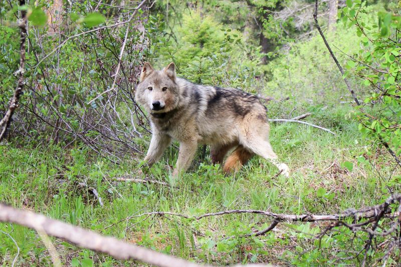 Installing Wildlife Alarms