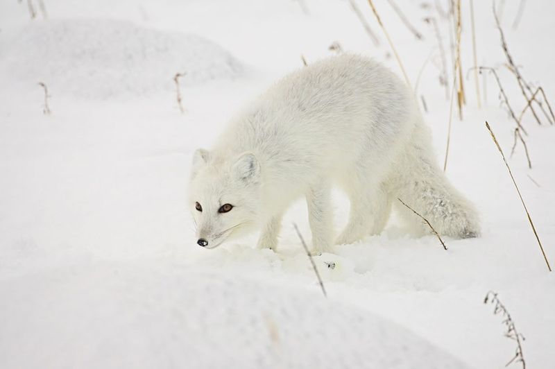 Seasonal Camouflage