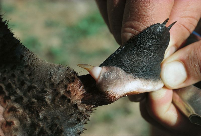 Venomous Spur