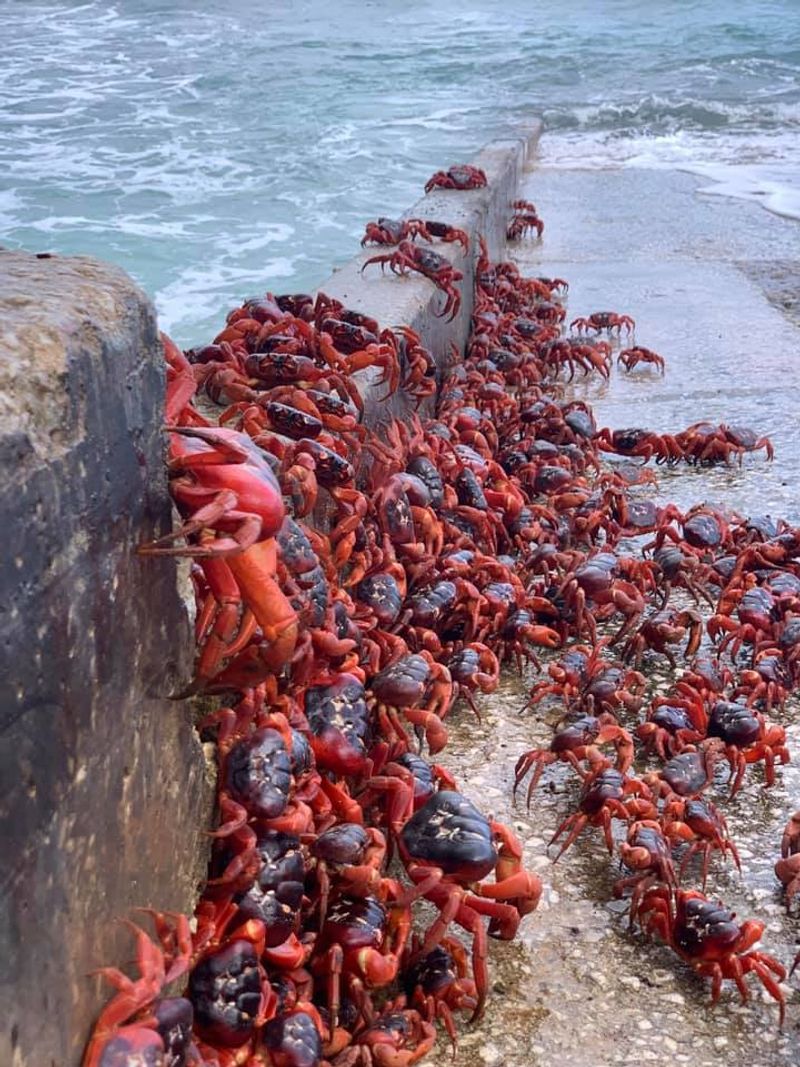 Juvenile Crabs' Return