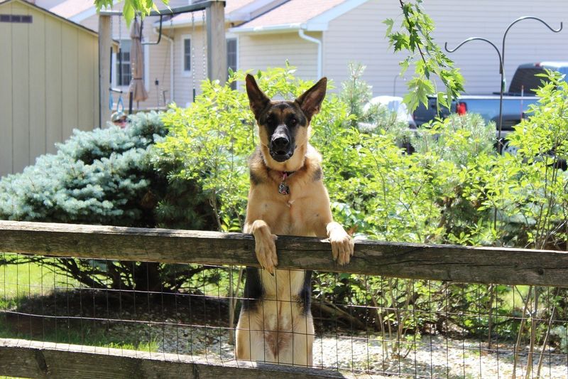 Guard Dogs