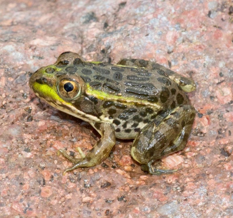 Chiricahua Leopard Frog