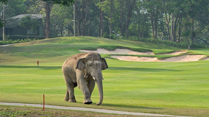 Elephant's Mighty March