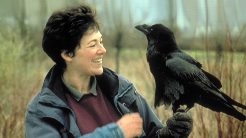 Raven